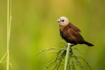 White-headed Munia / Lonchura maja
