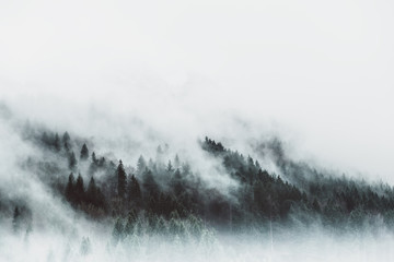 Moody forest landscape with fog and mist