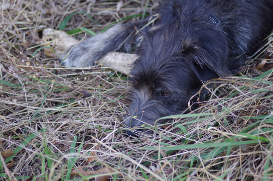 Black dog guarding large animal bone - 04