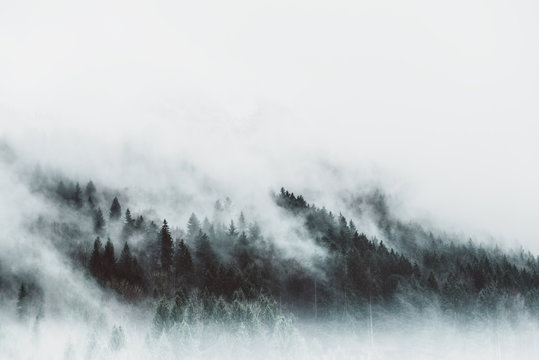 Fototapeta Moody forest landscape with fog and mist