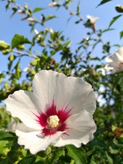 Flower hibiscus white and blue sky , summer background
