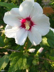 Flower hibiscus white in the garden, summer background