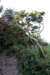 Insel Hiddensee Küstenwald am Dornbusch