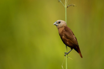 White-headed Munia / Lonchura maja