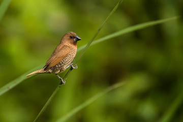 A cute bird on a beautiful background. Scaly-breasted Munia / Lonchura punctulata