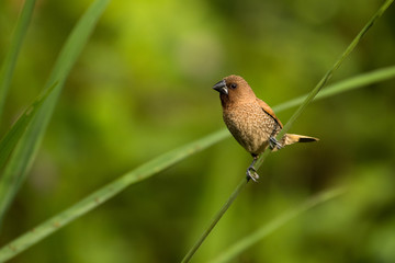 A cute bird on a beautiful background. Scaly-breasted Munia / Lonchura punctulata