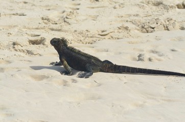 Galapagos Marine Iguana on Santa Cruz Galapagos, on sandy beach after swimming in the ocean.