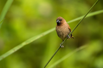 A cute bird on a beautiful background. Scaly-breasted Munia / Lonchura punctulata