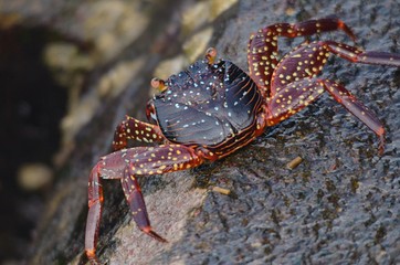 Galapagos Crab on wet dark grey rock