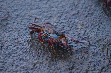 Galapagos Crab on wet dark grey rock
