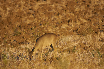 Roe looking for some food on the plowed land