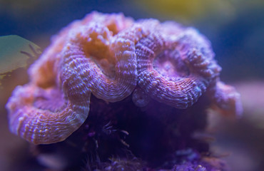 Fototapeta na wymiar Colourful corals and Sea anemones