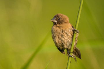 A cute bird on a beautiful background. Scaly-breasted Munia / Lonchura punctulata