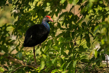 Indochinese Swamphen / Porphyrio porphyrio viridis