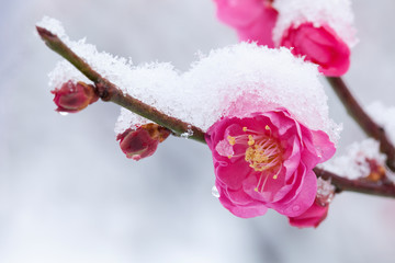 梅の花に積もる雪