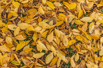 Autumn yellow leaves on ground, top view