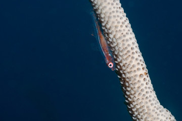 A small fish hides on a whip coral on a coral reef in Indonesia