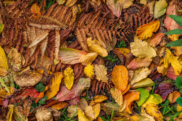 Autumn yellow leaves on ground, top view