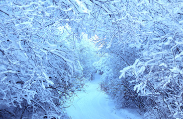 Arch of tree branches covered with snow. A place to walk in the Park. Relaxation. Selective focus. Winter path for Hiking in the forest in the fresh air
