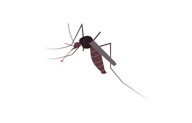 mosquito drinking blood on white