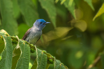 Black-naped Monarch / Hypothymis azurea