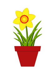 daffodil in pot