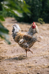 rooster on a farm