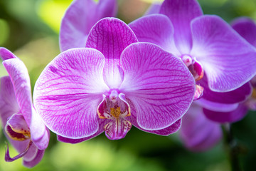 Naklejka na ściany i meble Purple Orchid