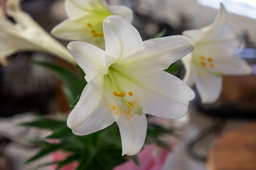 White lily flower