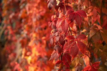 Wild grape red leaves
