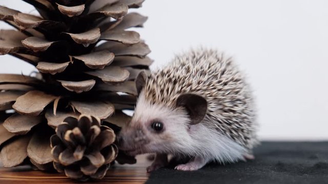 Cute little African pygmy hedgehog   with pinecone indoor.