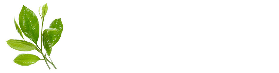 Citrus leaves on white background