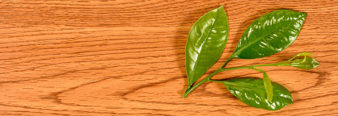 Fototapeta na wymiar green leaves on wooden background