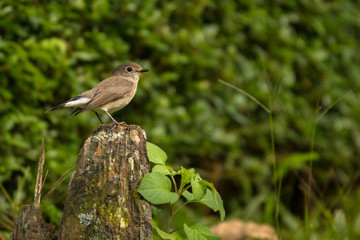 Taiga Flycatcher (Red-throated Flycatcher) / Ficedula albicilla
