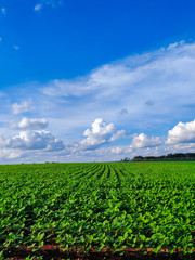 green field and blue sky