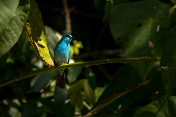 Verditer Flycatcher / Eumyias thalassinus
