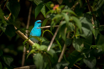Verditer Flycatcher / Eumyias thalassinus