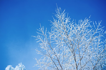 Tree branches covered with snow against blue sky background on a sunny day in winter