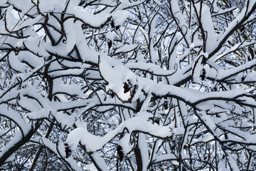 Tree branches covered with dense snow in winter
