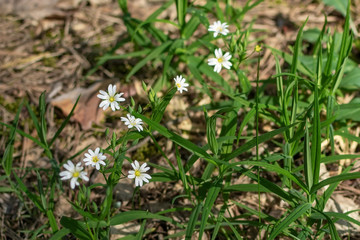 Obraz premium Small white flowers among green grass. Sprocket lanceolate