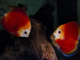 Заголовок: Nice discus fish named Symphysodon in bright red, yellow and orange colours
