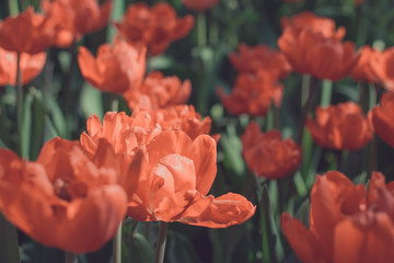 Red tulips in spring. Toned
