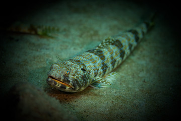 Tauchen Aruba