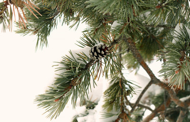 Green branch of the Christmas tree with a cone in the winter forest. Selective focus.