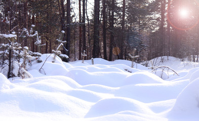 Deep snowdrifts in the winter forest among trees and pines in Sunny weather. Selective focus.