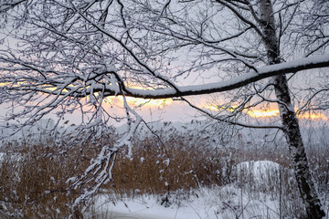 trees in winter