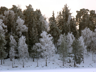 forest in winter, sweden, sverige, nacka, stockholm