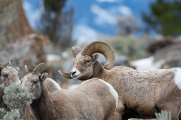 Rocky Mountain Bighorn Sheep in Montana