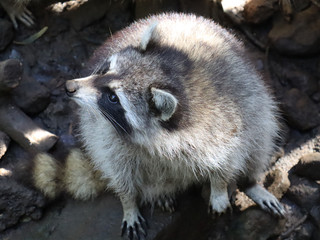raccoon