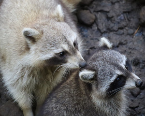 raccoon